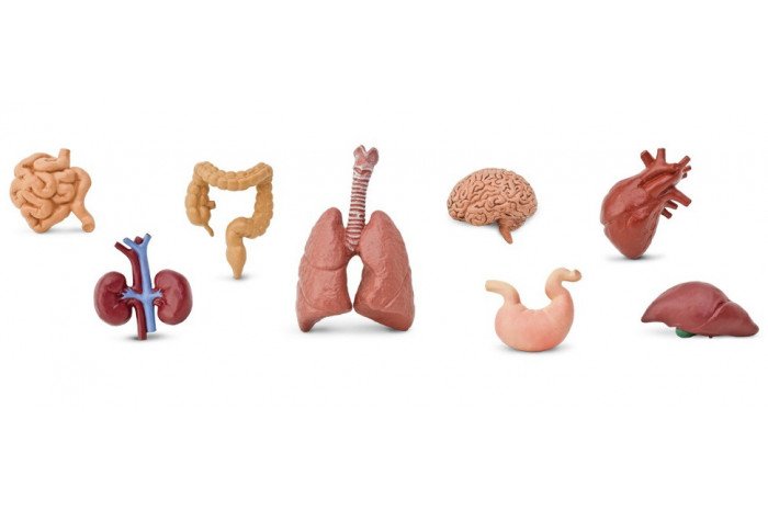 Human Organs Toob Human Organs Toob