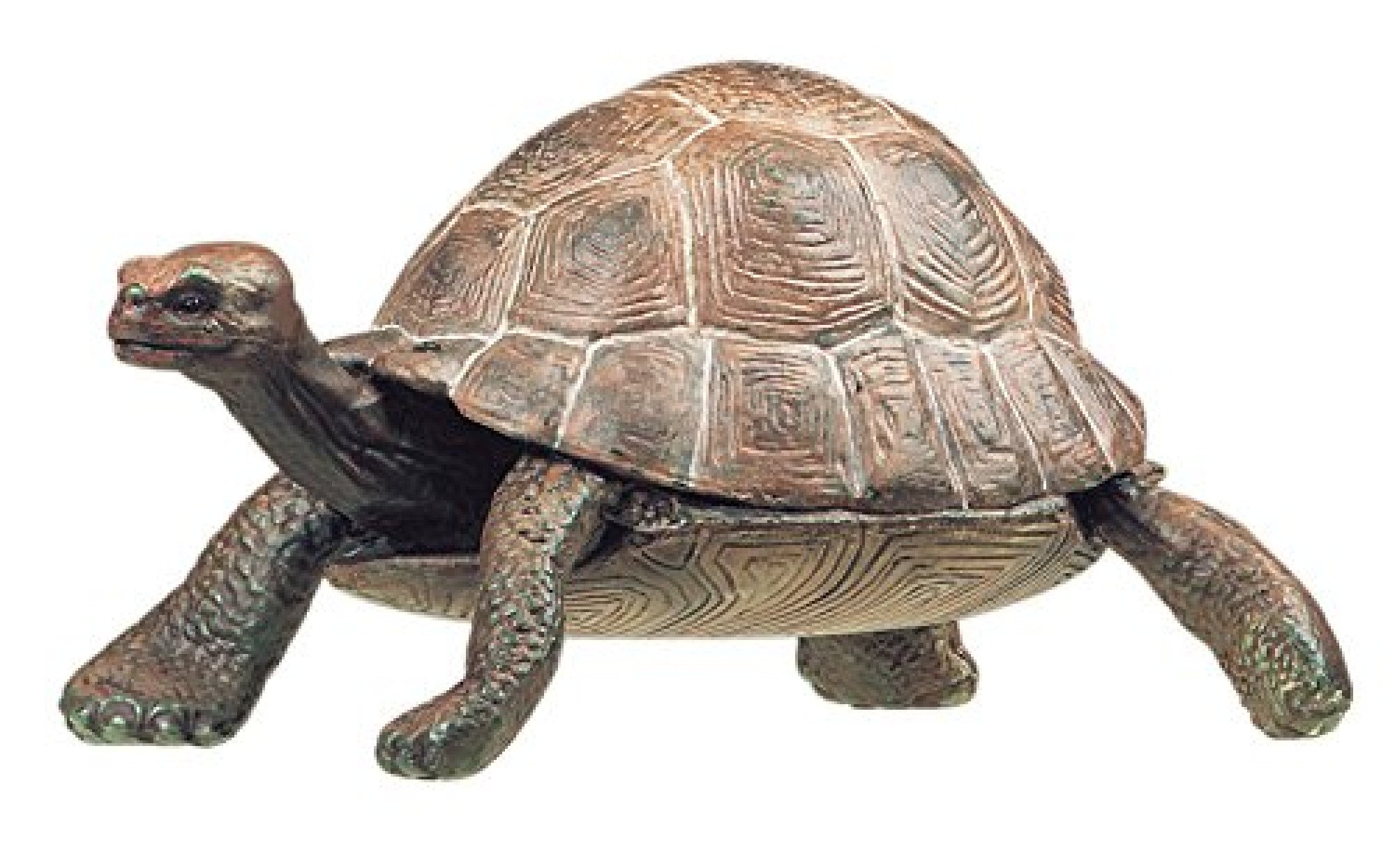 Tortoise sand tray therapy