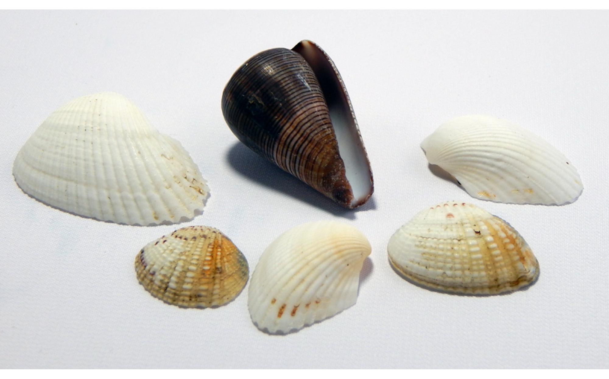 Seashells (Economy) – Sand Tray Therapy