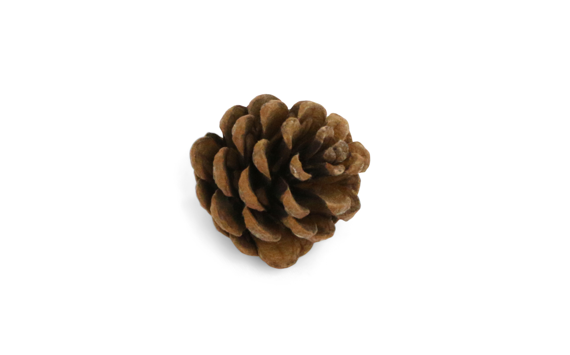 Small Pine Cone – Sand Tray Therapy