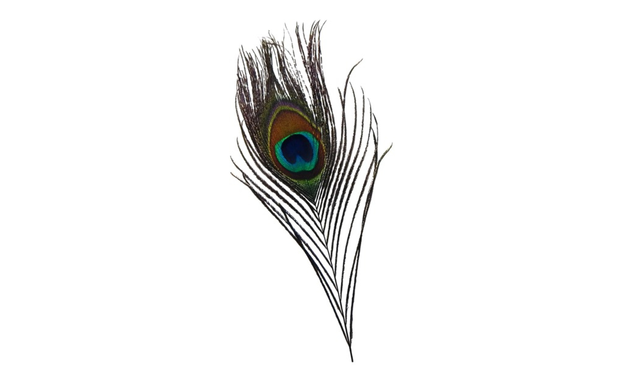 How To Draw A Realistic Peacock Feather
