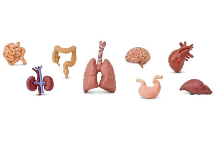 Human Organs Toob Human Organs Toob