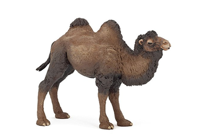 Camel Camel