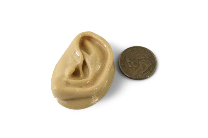 Human Ear