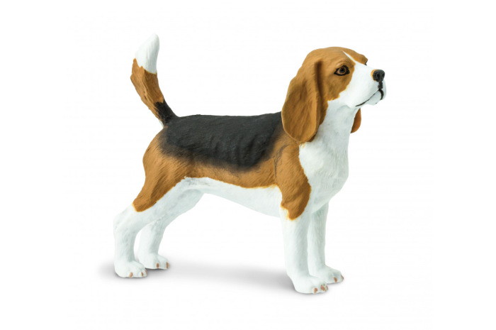 Beagle Beagle