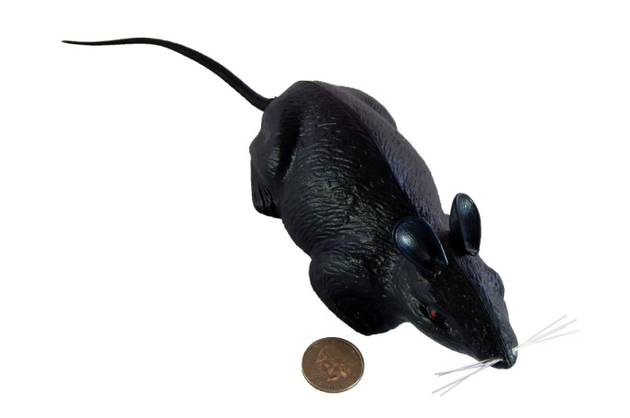 Life Sized Rat