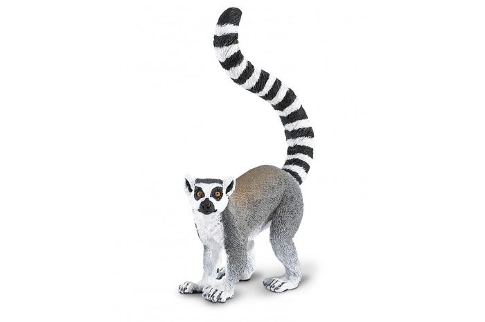 Ring-Tailed Lemur Ring-Tailed Lemur