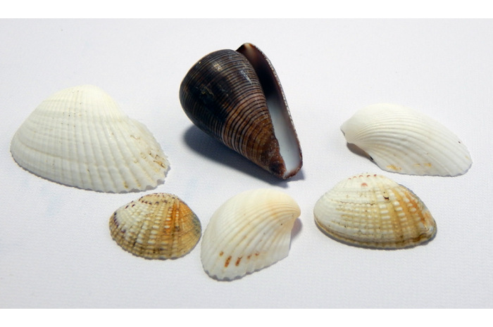 Seashells (Economy)