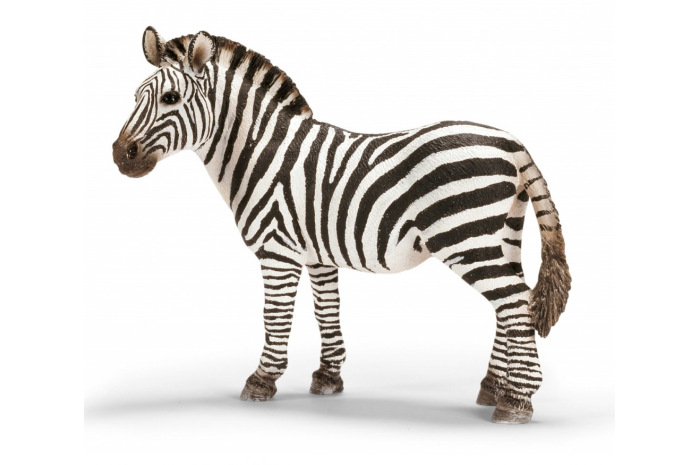 Zebra Zebra