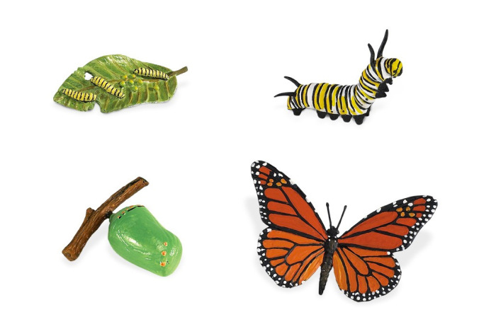 Life Cycle of a Monarch Butterfly