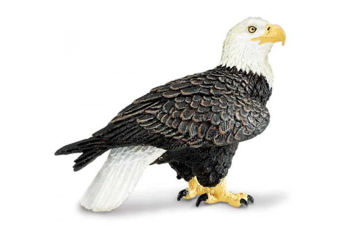 Bald Eagle Bald Eagle