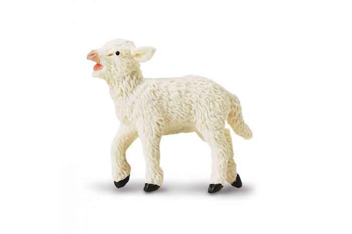 Lamb Lamb