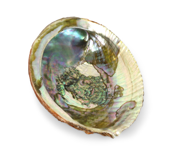 Abalone Shell