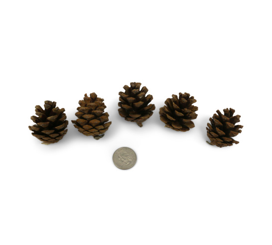 Small Pine Cone