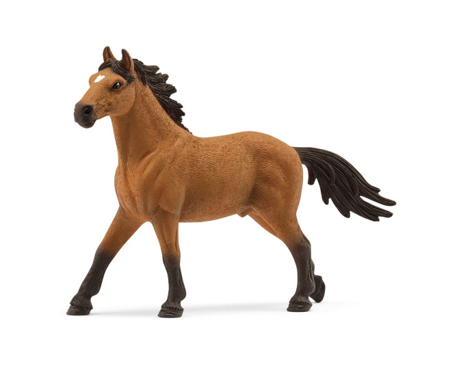 Mustang Stallion