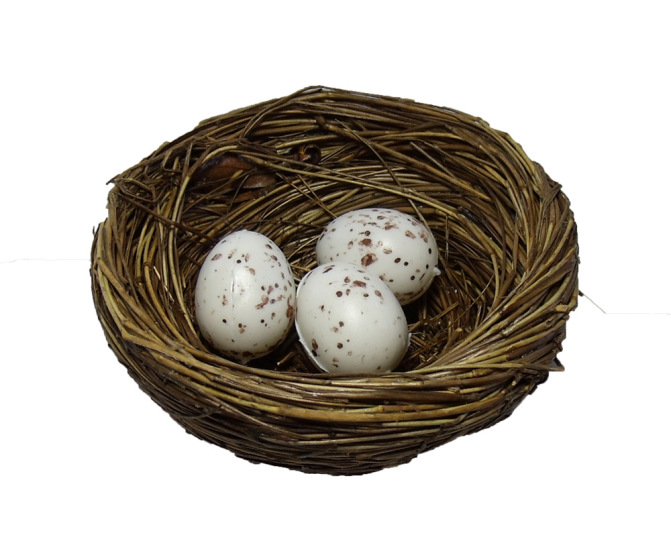 Bird Nest and Eggs