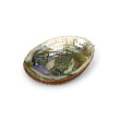 Abalone Shell