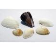 Seashells (Economy)