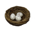 Bird Nest and Eggs