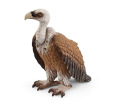 Standing Vulture