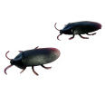 Cockroaches (Set of 2)