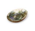 Abalone Shell